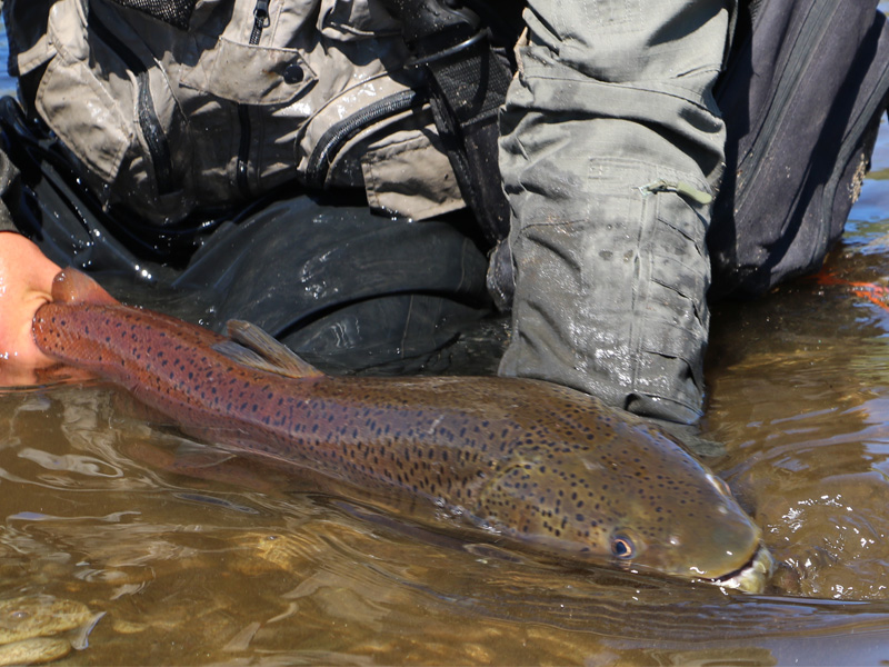 The Legendary Five Fish Tour in Mongolia